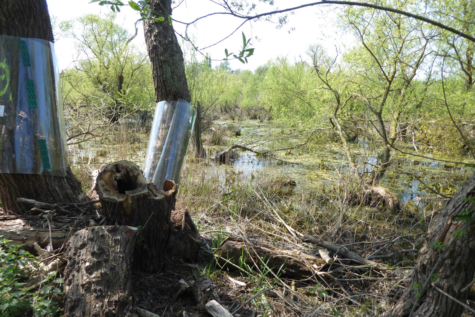 Es sind Schutzmanschetten aus Kunstoff an Baumstämmen zu sehen. 