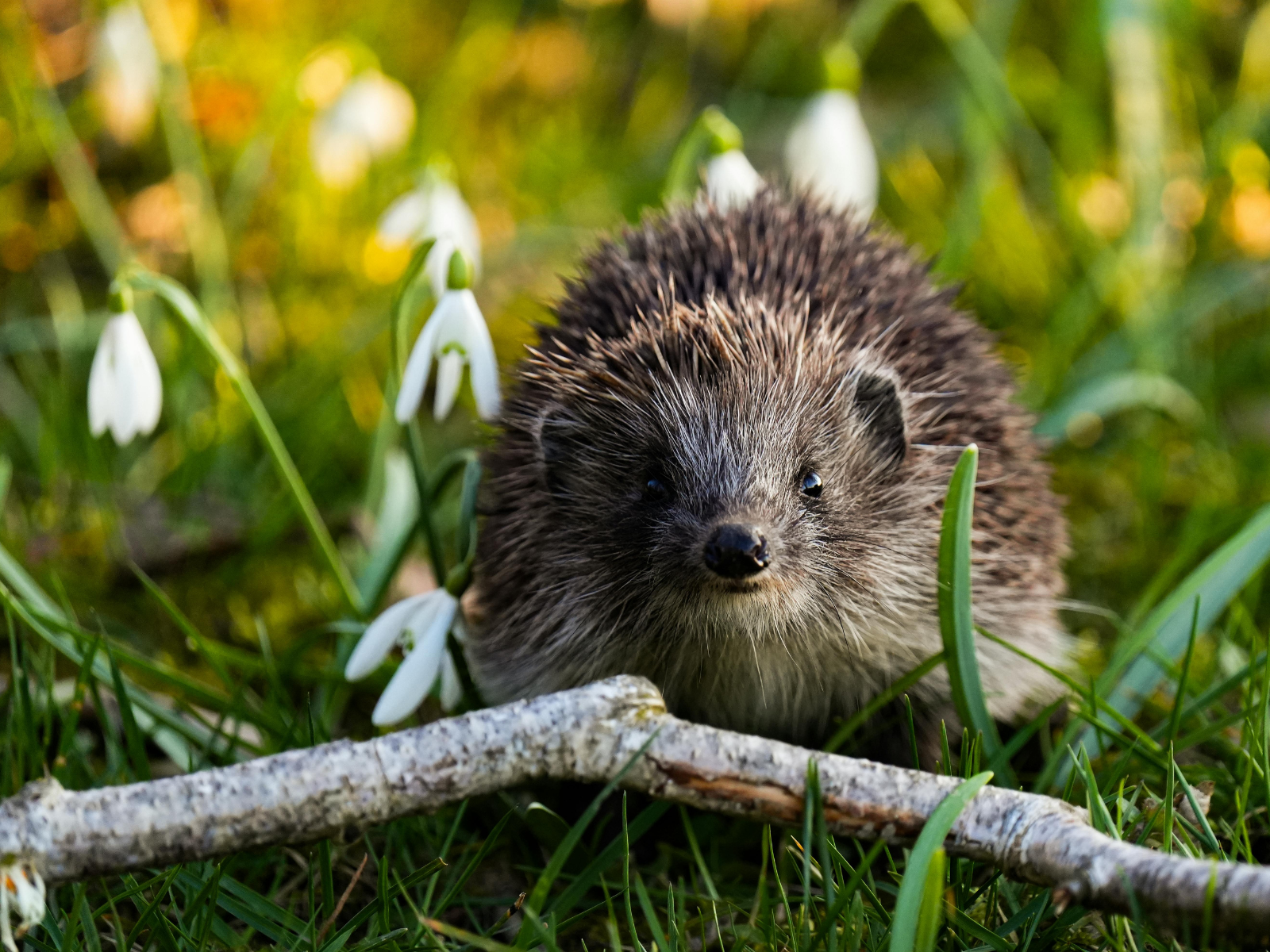 Süßer Igel auf einer Wiese