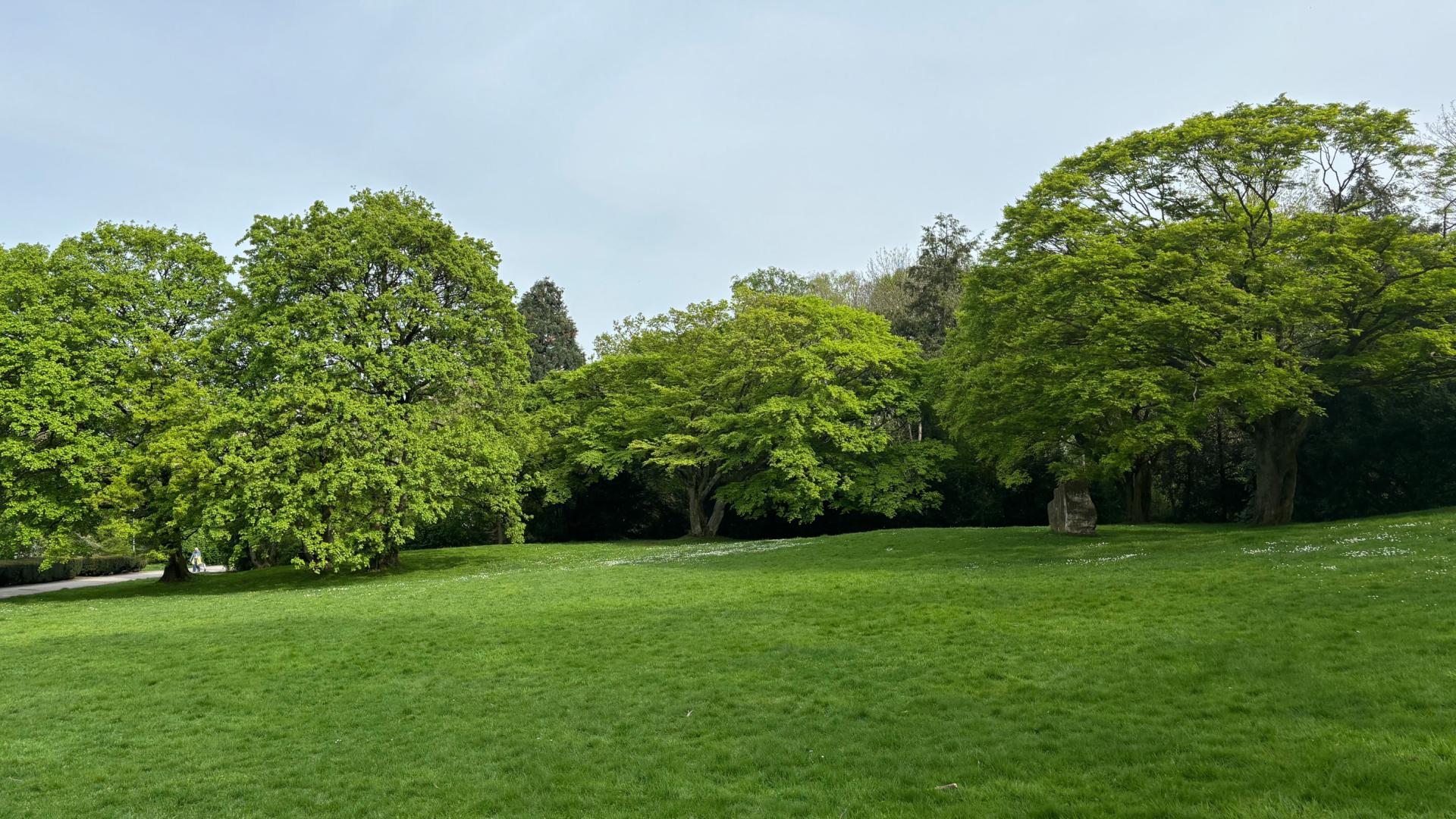 Das Foto zeigt Bäume und eine Wiesenfläche im Dimbeckpark