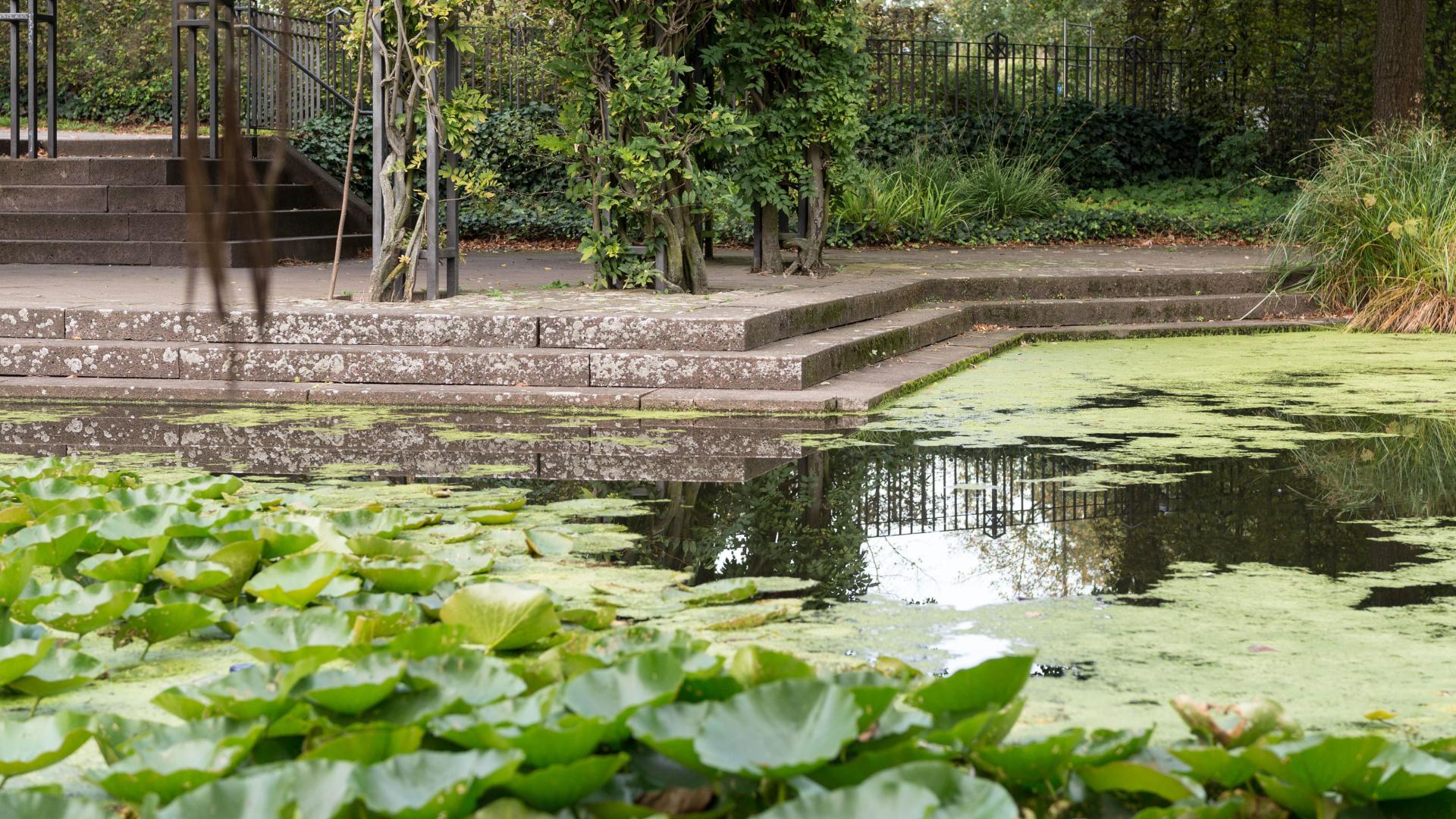 Das Foto zeigt die alte Teichanlage in der MüGa, es ist ein Detailfoto des Wassers mit Seerosen