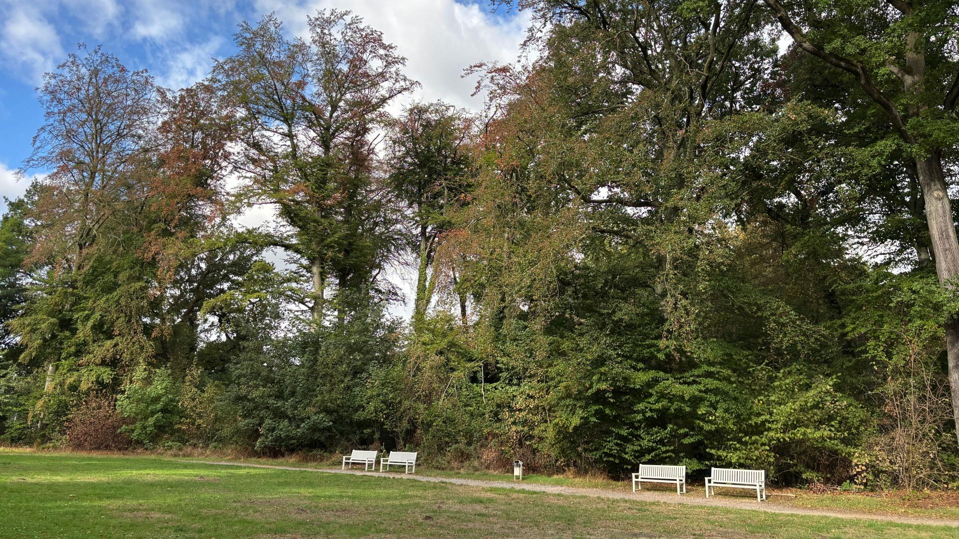 Am Rand einer Wiese stehen vier weiße Holzbänke. Im Hintergrund große Bäume, deren Kronen meist vertrocknet sind.