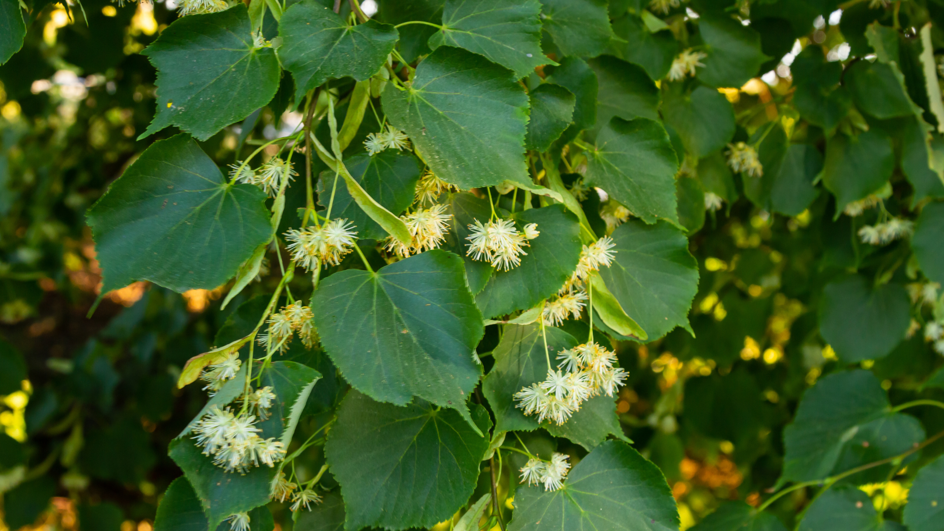 Lindenbaumblätter und Blüten