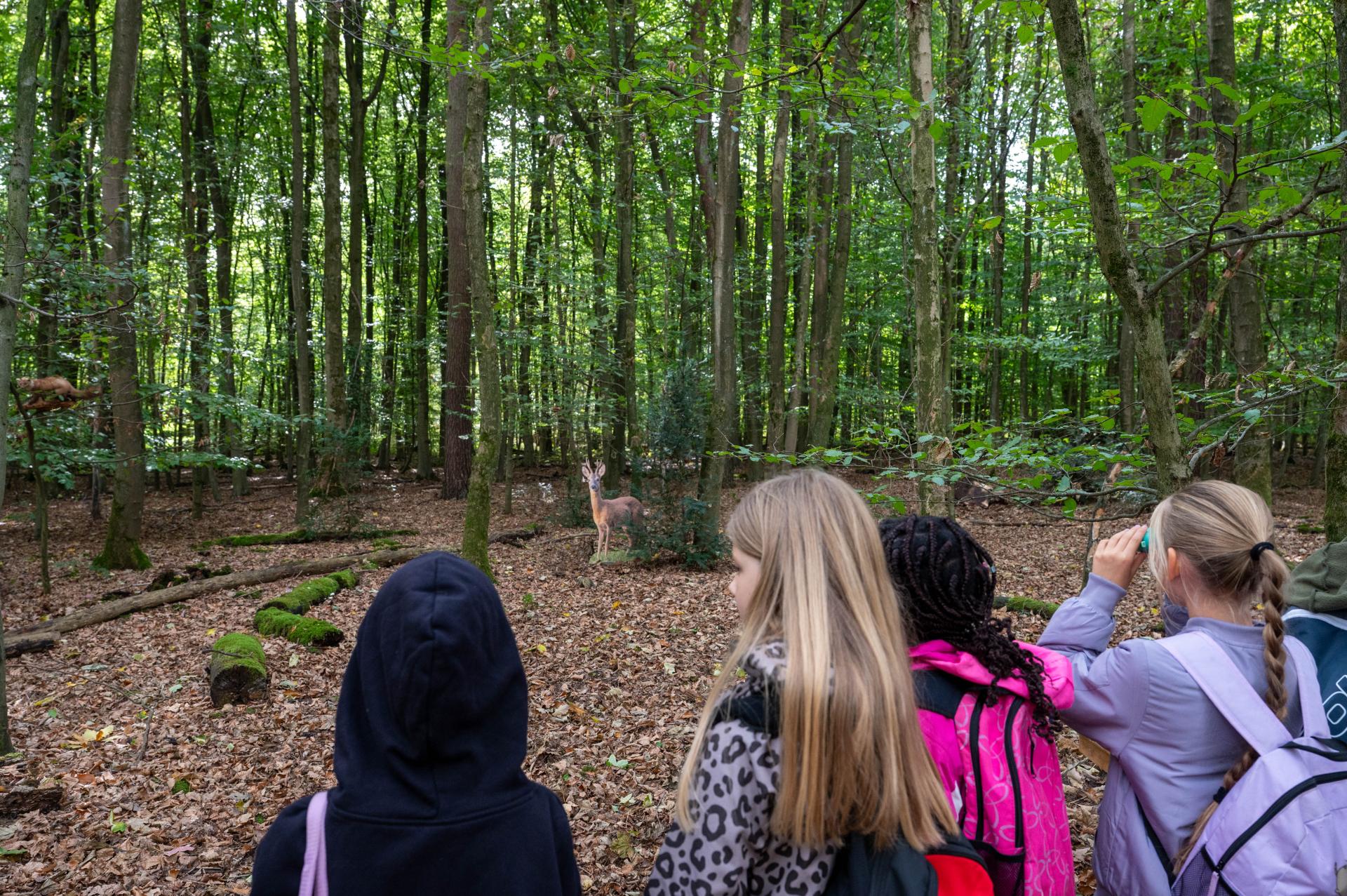 Vier Mädchen wird von hinten über die Schulter geblickt. Mit Ferngläsern entdecken sie in einem dichten Buchenbestand einen Rehbock.